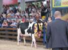 Bydło - Szepietowo 2012 XIX Regionalna Wystawa Zwierząt Hodowlanych