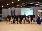 Wystawa  Blickpunkt Rind 2013 w miejscowości Paaren/Glien (Niemcy)