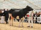 VII Ogólnopolska Wystawa Bydła Hodowlanego - Sielinko 2012