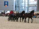 CAVALIADA 2013 w Poznaniu