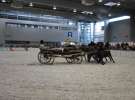 CAVALIADA 2013 w Poznaniu