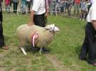 Owce- Szepietowo 2012 XIX Regionalna Wystawa Zwierząt Hodowlanych