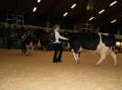 Wystawa  Blickpunkt Rind 2013 w miejscowości Paaren/Glien (Niemcy)