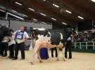 Wystawa  Blickpunkt Rind 2013 w miejscowości Paaren/Glien (Niemcy)