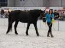 CAVALIADA 2013 w Poznaniu