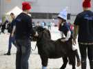 CAVALIADA 2013 w Poznaniu