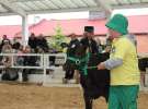 Mali Hodowcy VII Ogólnopolska Wystawa Bydła Hodowlanego w Sielinku 2012