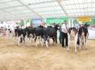 Wystawa bydła Sielinko 2011