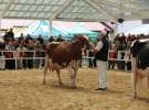 VII Ogólnopolska Wystawa Bydła Hodowlanego - Sielinko 2012