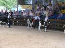 Młody Hodowca - Szepietowo 2012 XIX Regionalna Wystawa Zwierząt Hodowlanych