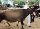 VII Ogólnopolska Wystawa Bydła Hodowlanego - Sielinko 2012