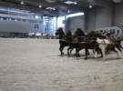 CAVALIADA 2013 w Poznaniu