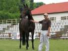 Wystawa Koni Sielinko 2011