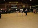 Wystawa  Blickpunkt Rind 2013 w miejscowości Paaren/Glien (Niemcy)