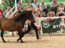 Zielone AGRO SHOW – POLSKIE ZBOŻA 2014 w Sielinku - niedziela