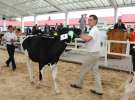 Wystawa bydła Sielinko 2011