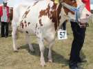 Wystawa Bydła: Konkurs Młodego Hodowcy - Opolagra 2011