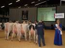 Wystawa  Blickpunkt Rind 2013 w miejscowości Paaren/Glien (Niemcy)
