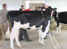 VII Ogólnopolska Wystawa Bydła Hodowlanego - Sielinko 2012