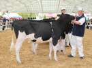 VII Ogólnopolska Wystawa Bydła Hodowlanego - Sielinko 2012