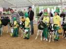 Mali Hodowcy VII Ogólnopolska Wystawa Bydła Hodowlanego w Sielinku 2012