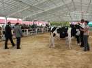 Wystawa bydła Sielinko 2011