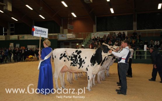Wystawa  Blickpunkt Rind 2013 w miejscowości Paaren/Glien (Niemcy)