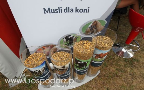 Michel na OPOLAGRZE 2015