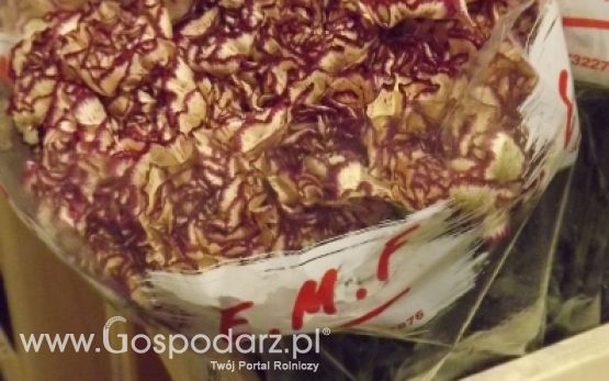 Kwiaty polskich producentów  