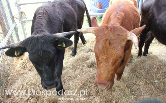  XX Targi Rolnicze Lubniewice
