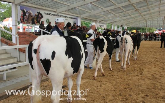 VII Ogólnopolska Wystawa Bydła Hodowlanego - Sielinko 2012