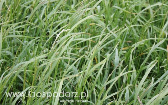 Polskie Zboża i Zielone Agro Show 2013