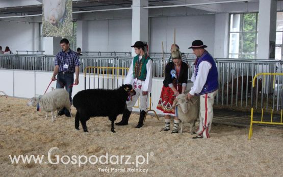 XXVI Krajowa Wystawa Zwierząt Hodowlanych - sobota i niedziela