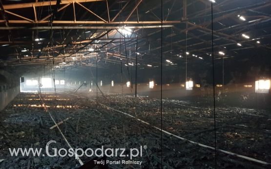 Pożar kurnika w Wielkopolsce
