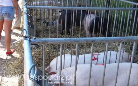 XVII Pałuckie Targi Rolne i XI Pałucka Wystawa Zwierząt Hodowlanych w Żninie