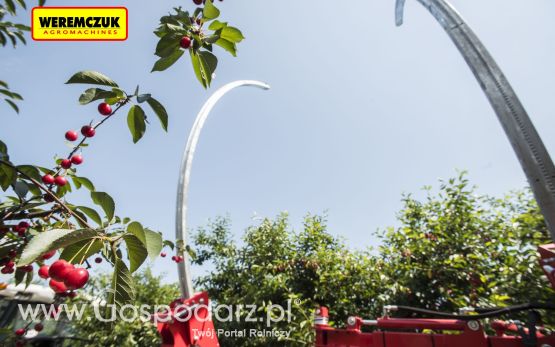 Maja AUTOMATIC model LK