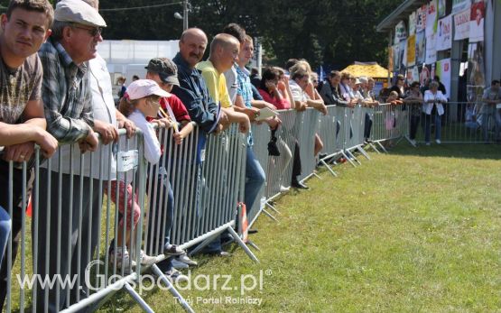 Konie - Szepietowo 2012 XIX Regionalna Wystawa Zwierząt Hodowlanych