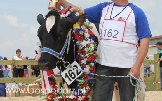 Superchampioni i championi Śląskiej Wystawy Bydła Mlecznego Opolagra 2011