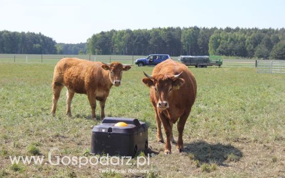 Wypas bydła - Zielone Agro Show 2011 Kąkolewo 