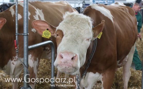 Krajowa Wystawa Zwierząt Hodowlanych w Poznaniu 2017 (sobota, 6 maja)