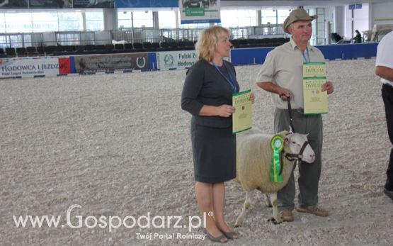 Wręczenie nagród czempionów w kategorii owce i kozy