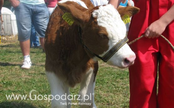 Rudawka Rymanowska 2012 - Młody hodowca