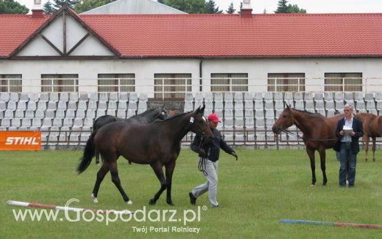 Wystawa Koni Sielinko 2011