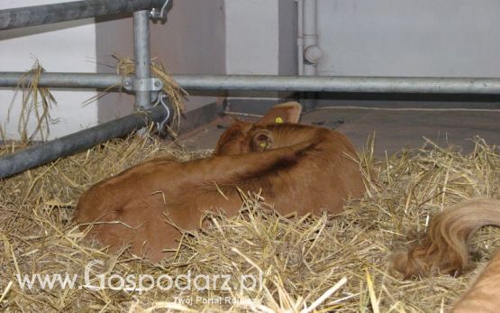 Bydło mięsne na XXV Krajowej Wystawie Zwierząt Hodowlanych