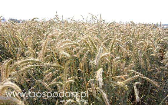 AGRO-TECH Minikowo 2014 - niedziela