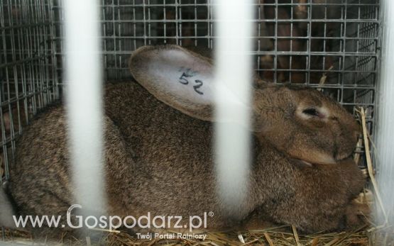 Króliki, nutrie, lisy, norki i inne futerkowe zwierzęta na XXV KWZH