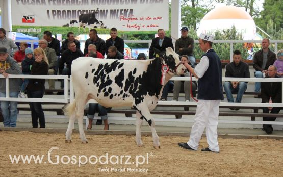 Prezentacja Championów na VII Ogólnopolskiej Wystawie Bydła Hodowlanego w Sielinku 2012