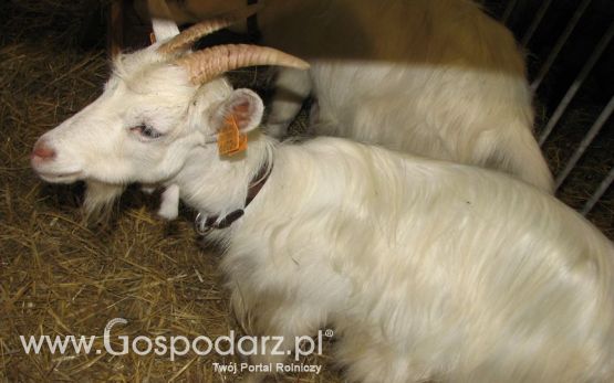 Owce i kozy na XXV Krajowej Wystawie Zwierząt Hodowlanych