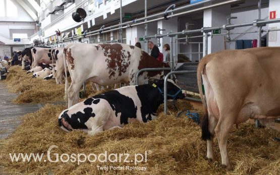 KWZH 2015. Bliskie spotkania ze zwierzętami hodowlanymi