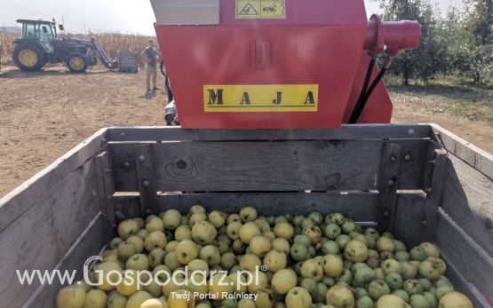 MAJA AUTOMATIC model LK pokaz zbioru jabłek 2019